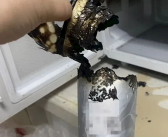 千万别做！奶茶放入微波炉加热 30秒后火光冲天！