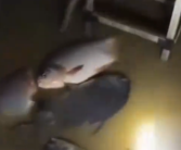 暴雨后男子发现屋内有好几条大鱼 借花献佛全部送人了！