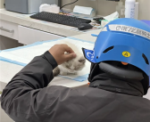 外卖小哥路上救助生病流浪猫 获赠1666元 授予“侠”证书!