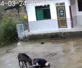 老人与野猪殊死搏斗2分多钟 被冲倒咬掉鞋子！