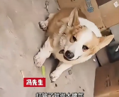 柯基为争夺母狗与其他狗打架 输了气绝身亡！
