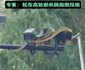 武汉江滩大蛇爬上监控杆 专家：蛇爬到高处避险 正常应激反应！