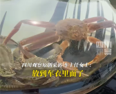 男子在汽车引擎盖贴车衣养鱼 交警回应：非法改装 不能上路！