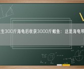 渔民放生300斤海龟后收获3000斤鲳鱼：这是海龟带来的好运！
