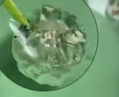 妈妈带娃做实验揭开蒲公英防水秘密 又惊喜又惊讶！