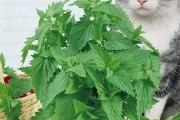 猫薄荷是何种植物（介绍猫薄荷是一种什么样的植物）