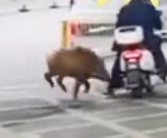 江苏台报道野猪冲进江苏电视台 疑为今日闯入南大校区逃跑野猪！