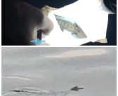 河南一湖中惊现多条小鳄鱼：初步认定为暹罗鳄！