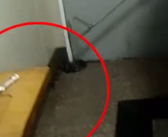 惊魂一幕！杭州一阿姨听到敲门声 开门一看是条眼镜蛇！