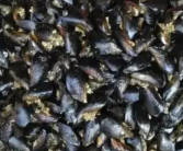 秦皇岛:近期不要食用海虹等贝类 麻痹性贝类毒素超标风险高发！
