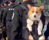 柯基警犬福仔被背着出街 柯基：我不要面子的吗？