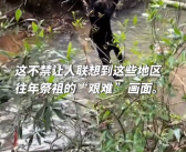 华南F3又开始拜山祭祖了：网友纷纷晒出祭祖视频!