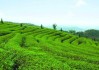 茶果间作种植方式（茶果间作种植方式详解）