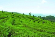 茶果间作种植方式（茶果间作种植方式详解）