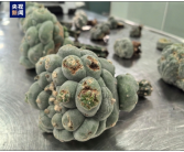 海关截获12株致幻多肉 严重的甚至威胁生命 照片曝光！