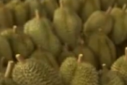榴莲价格暴跌50%销售火爆 有人买了50箱!