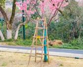 武汉赏樱点否认提供梯子拍照：爬梯赏花的行为违反了公园的相关规定！