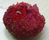 杨梅中的虫子会有什么影响（食用带虫杨梅的影响和注意事项）