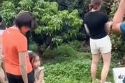 全红婵回家摘荔枝 家人一起画面太温馨了！