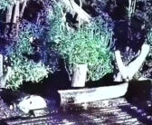 除夕夜熊猫“花花”被遗忘外场 官方回应：饲养员被解雇！