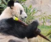 丫丫的春笋是XXXXL号 吃的嘎嘎香！