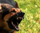 一居民被自家狗咬伤患狂犬病死亡：无特效药、发病100%致死！