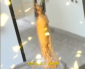 人参泡酒15年后竟“复活” 发芽生机勃勃：网友看完直呼神奇！