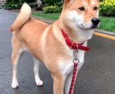 中华田园犬禁养 网友吵翻老祖宗严选为啥不让养：多部门回应了!