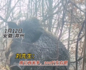 男子上山放羊突遇300斤野猪 万幸对峙几秒后就跑了！