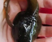 贵阳现“不合理蛙”?专家辟谣:就是牛蛙!