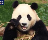 旅韩回国的福宝开始营业了：在熊猫中心卧龙神树坪基地亮相！