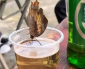 蝴蝶在婚宴上驻足酒杯喝醉 网友感叹！