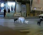 四只狗狗过马路变成新晋网红 网友:红灯停绿灯行，真是有秩序的狗狗！