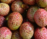 过量食用荔枝或引发“荔枝病”：严重时可导致昏迷!