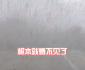 呼伦贝尔一地现大量飞虫：密密麻麻犹如雨点！