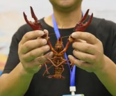 杭州小龙虾王出炉 一只近二两半 相当于两个半鸡蛋的重量！
