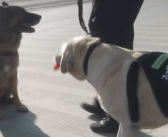 9岁警犬“龙虎”服役7年 退役后辈警犬衔来大红花！