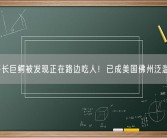 4米多长巨鳄被发现正在路边吃人！已成美国佛州泛滥物种!