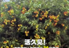 广西灵山惊现“百变荔枝王”！一棵荔枝树上竟然结出30种荔枝!