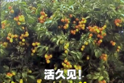 广西灵山惊现“百变荔枝王”！一棵荔枝树上竟然结出30种荔枝!
