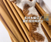 女子独自输液被陌生流浪猫照顾：还帮按铃叫护士！