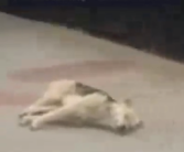 山西午睡文化已经不分物种了 网友：家里的猫狗都得午睡！