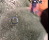 汽车挡风玻璃被冻雨冻住 女子撒盐“腌车”真管用！