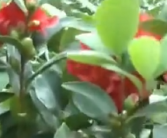 店家售卖两株茶花被告侵权索赔5万 商家：不知道花还有专利！