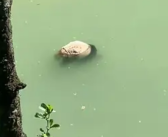 又见大熊猫溺亡 它到底会不会游泳 专家回应！