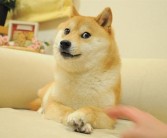 火遍全球！Doge表情包原型柴犬Kabosu去世：享年18岁！
