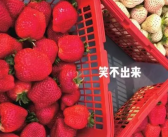 采摘刺客?三篮草莓卖1800元 商家回应称采摘前已讲好价格！