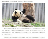 罕见肠梗阻并发肠套叠！大熊猫青糍因病去世！