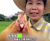 广东女生粤式英语带火走地鸡 网友：茂名走地gei，鸡中的战斗gei！