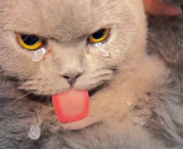 猫咪做完绝育手术一脸生无可恋：从此喵生再无杂念！